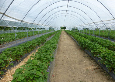 China 100% neues HDPE landwirtschaftliche Antiinsekten-Maschen-Filetarbeit für Tomaten-und Kohl-Gewächshaus fournisseur