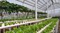 Gewächshaus, das Antifliegen-Insekten-Netz für Gemüsegärten fängt fournisseur
