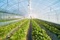 Breite kundengebundenes Garten-Insekt, das 100% neue ursprüngliche HDPE Materialien fängt fournisseur