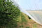 HDPE 4x50m Insekten-Maschen-Filetarbeit 100% für Gewächshaus-Kindertagesstätte/landwirtschaftliches fournisseur