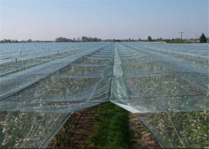 Klares landwirtschaftliches Hagel-Netz-Hagel-Schutz-Netz für den Apfelbaum-Hagel-Schutz, der Antimasche fängt