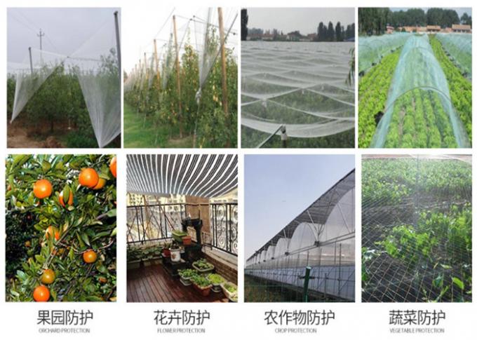 Weiße Trauben-Obstgarten-Insekten-Maschen-Filetarbeits-Schädlingsbekämpfungs-landwirtschaftlicher Schutz-Netz