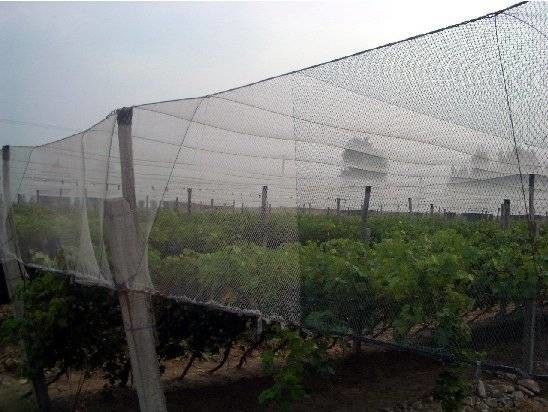 250 der HDPE Insekten-Maschen-Meter Filetarbeits-100% für das Gemüsegewächshaus landwirtschaftlich