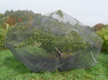 Verzerrung gestrickt, Obstbaum-Insektenschutzgitter-Maschen-Taschen-Schutz-Filetarbeit bedeckend