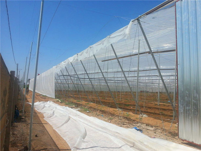 Gewächshaus, das Antifliegen-Insekten-Netz für Gemüsegärten fängt