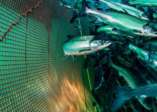 Nylonmaschen-Aquakultur-Netz unter Wasser-Fischernetz kundengebundener Maschenzahl