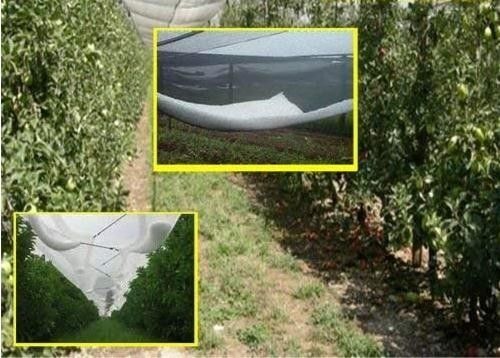 Reiner HDPE Insekten-Maschen-Filetarbeits-Obstgarten-Apfelbaum-Plastikantihagel-Plastiknettoabdeckung