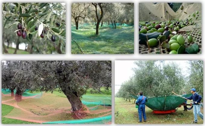 HDPE olivgrünes Ernte-Netz für das Sammeln von Oliven und von anderen Früchten während der Erntezeit